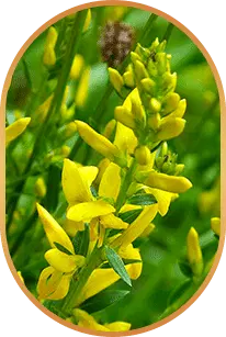 Genistein ingredient used in LivPure
